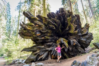  Sequoia NP 